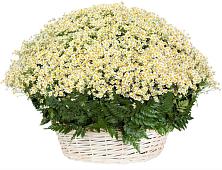 Цветочная композиция из Ромашки в корзине #REPLACE_PRED# Североонежск